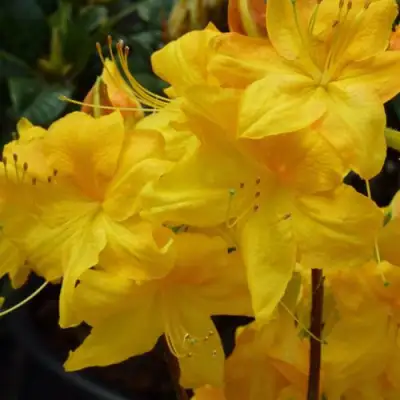 Азалия ЛИМЕТТА листопадная в Горках