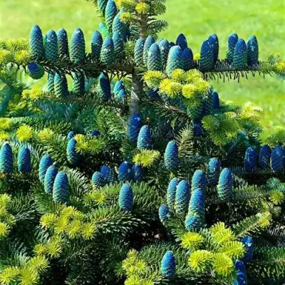 Пихта корейская  в Горках