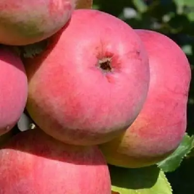 Яблоня ВЭМ-РОЗОВЫЙ в Горках