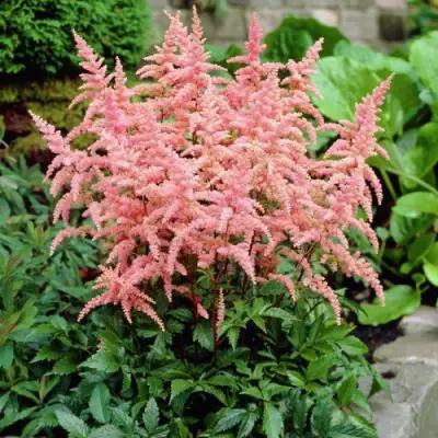 Астильба БРЕССИНГЕМ БЬЮТИ Арендса в Горках