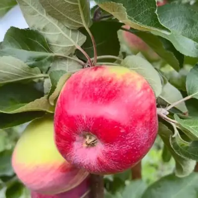 Яблоня АРБАТ колонновидная в Горках