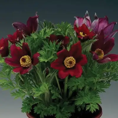 Прострел ПИНВИЛ РЕД ШЕЙДЕС в Горках