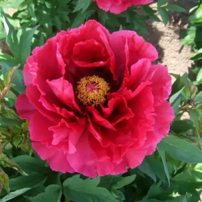 Пион КРАСНЫЙ ГИГАНТ древовидный в Горках