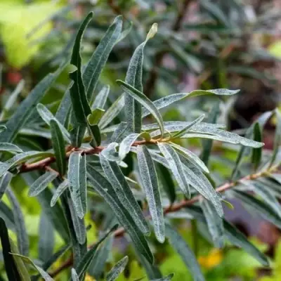 Облепиха АДАМ (МУЖСКАЯ) в Горках