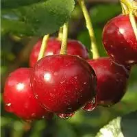 Дюк ПРЕВОСХОДНАЯ ВЕНЬЯМИНОВА в Горках