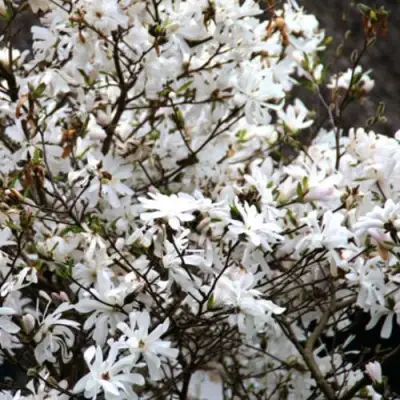 Магнолия СТЕЛЛАТА в Горках