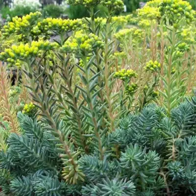 Очиток (седум) отогнутый в Горках