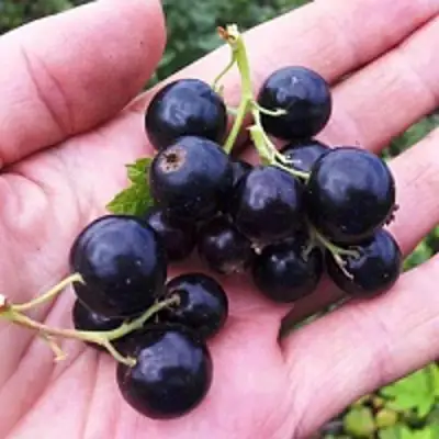 Смородина чёрная ГЕРКУЛЕС в Горках