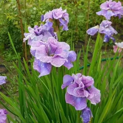 Ирис ХЭВИНГ ФАН сибирский в Горках