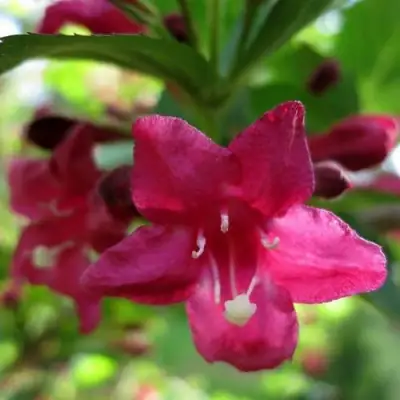 Вейгела БРИСТОЛЬ РУБИ в Горках