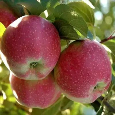 Яблоня АЛЬВА в Горках