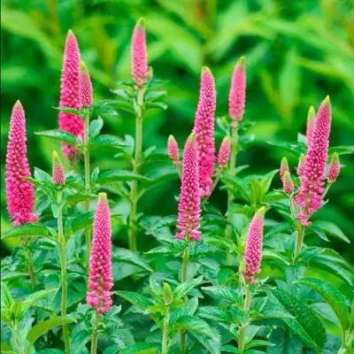 Вероника РОНИКА ФУКСИЯ в Горках