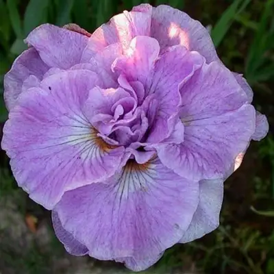 Ирис ИМПЕРИАЛ ОПАЛ сибирский в Горках