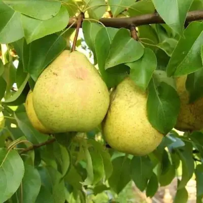 Груша ВЕЛИКАЯ ЛЕТНЯЯ (БОЛЬШАЯ ЛЕТНЯЯ) в Горках