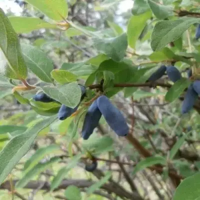 Жимолость съедобная ПУШКИНСКАЯ в Горках