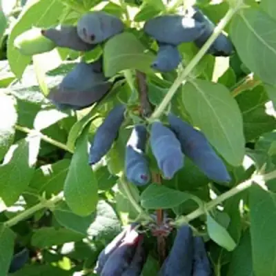 Жимолость съедобная НИМФА (ГАММА) в Горках