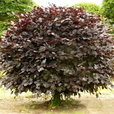 Бук лесной АТРОПУНИЦЕА в Горках