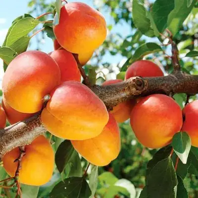 Абрикос ТРИУМФ СЕВЕРНЫЙ в Горках