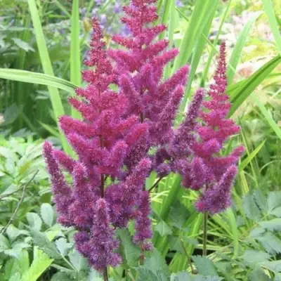 Астильба КАРАОКЕ ПАРТИ китайская в Горках