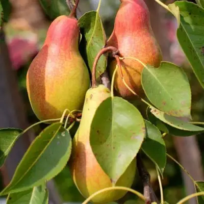 Груша РУССКАЯ КРАСАВИЦА (КРАСАВИЦА ЧЕРНЕНКО) в Горках