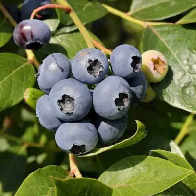 Голубика ШАНТЕКЛЕР в Горках