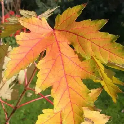 Клен серебристый в Горках