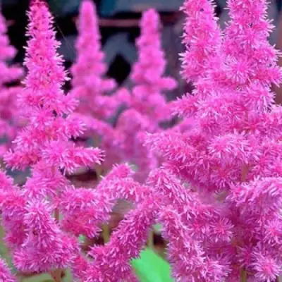 Астильба АМЕТИСТ Арендса в Горках