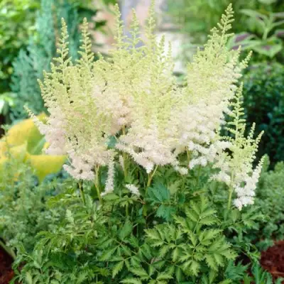 Астильба МИЛК ЭНД ХАНИ китайская в Горках