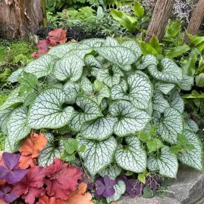 Бруннера ДЖЭК ФРОСТ в Горках