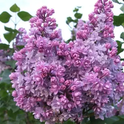 Сирень КОЛХОЗНИЦА в Горках