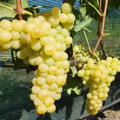 Виноград КИШМИШ ЗОЛОТЦЕ в Горках