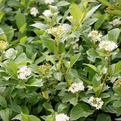 Дерен ФЛАВИРАМЕА отпрысковый в Горках