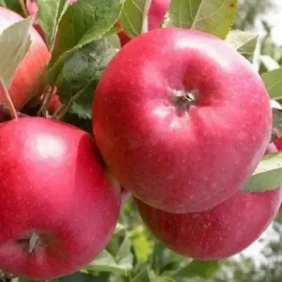 Яблоня ПОСПЕХ в Горках