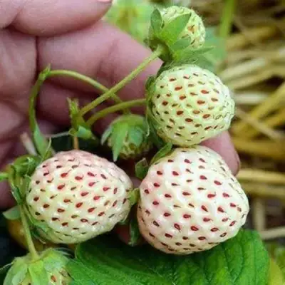 Клубника АНАНАСА ремонтантная в Горках