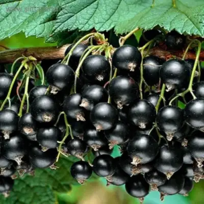 Смородина черная БЕН КОНАН в Горках