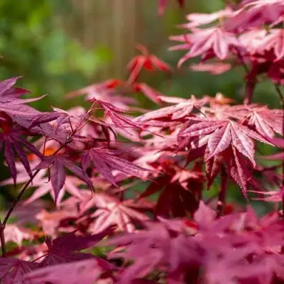 Клен дланевидный АТРОПУРПУРЕУМ в Горках