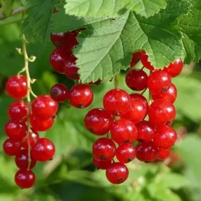 Смородина красная РОНДОМ в Горках