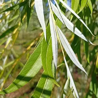 Ива ВИТЕЛЛИНА белая  в Горках