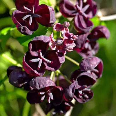 Акебия ПЯТЁРНАЯ  в Горках