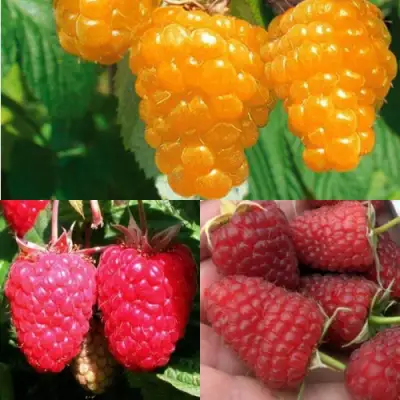 Комплект ЗОЛОТАЯ МАЛИНА в Горках