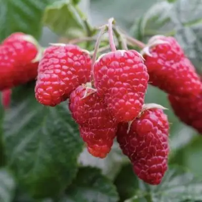 Малина МАРОСЕЙКА в Горках