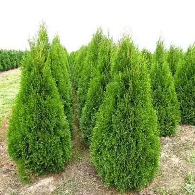 Туя СМАРАГД западная в Горках