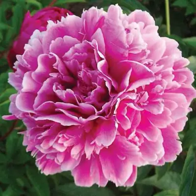 Пион ПУРПУРНАЯ ФЕЕРИЯ травянистый в Горках