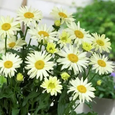 Нивяник БРОДВЕЙ ЛАЙТС великолепный в Горках