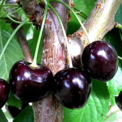 Вишня ШОКОЛАДНИЦА в Горках