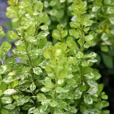 Барбарис ПАУ ВАУ тунберга в Горках