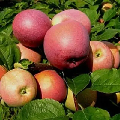 Яблоня СЛАВА ПОБЕДИТЕЛЯМ в Горках