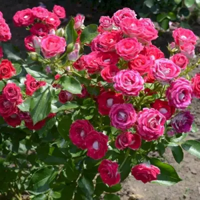 Роза ШОНЕ КОБЛЕНЦЕРИН флорибунда в Горках