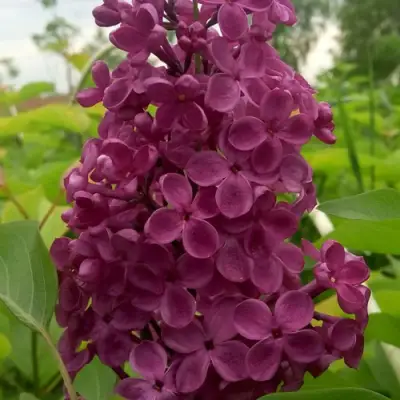 Сирень ИНДИЯ в Горках