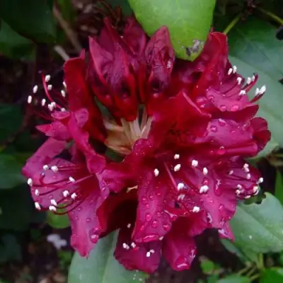 Рододендрон КАЛИ в Горках